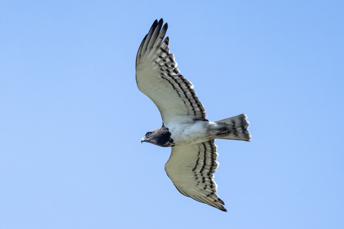 svartbrystslangeørn - ML644739415