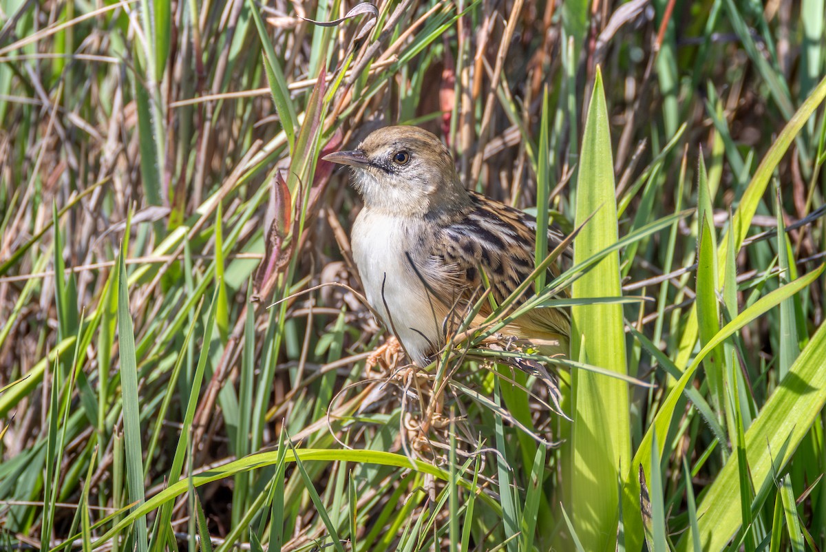 Rotscheitel-Zistensänger - ML644739416