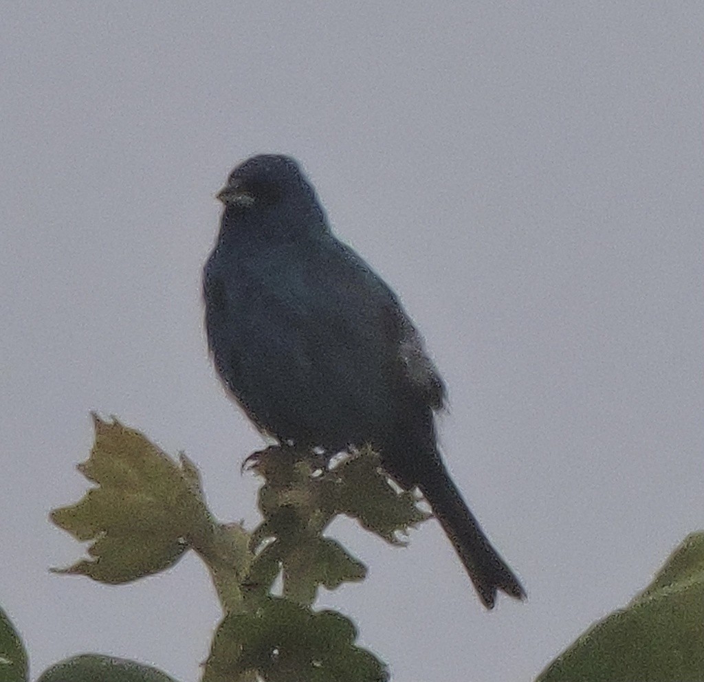 papežík indigový - ML644739431