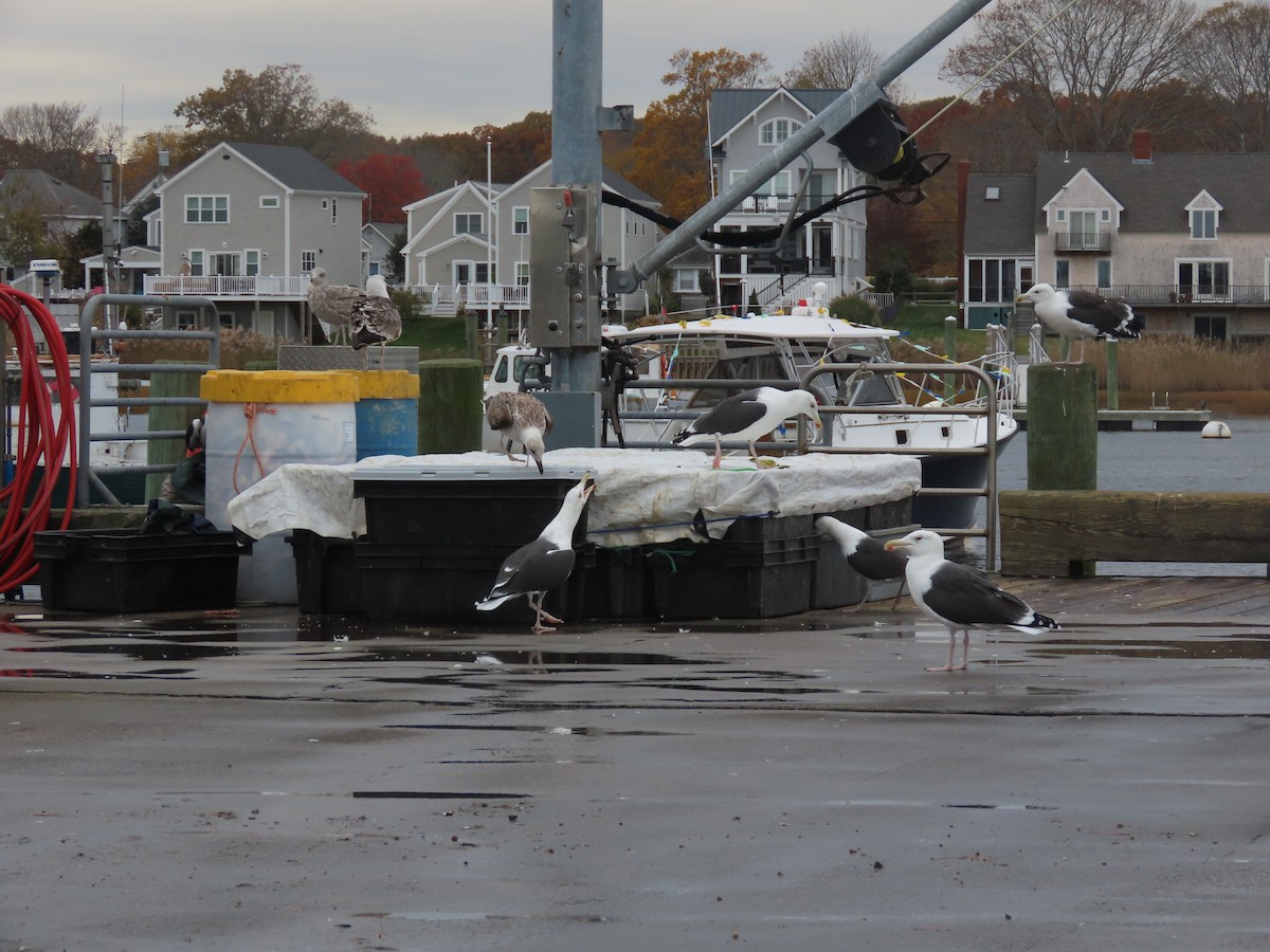 racek mořský - ML644739433