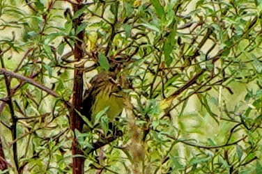 Вівсянка лучна - ML644739438