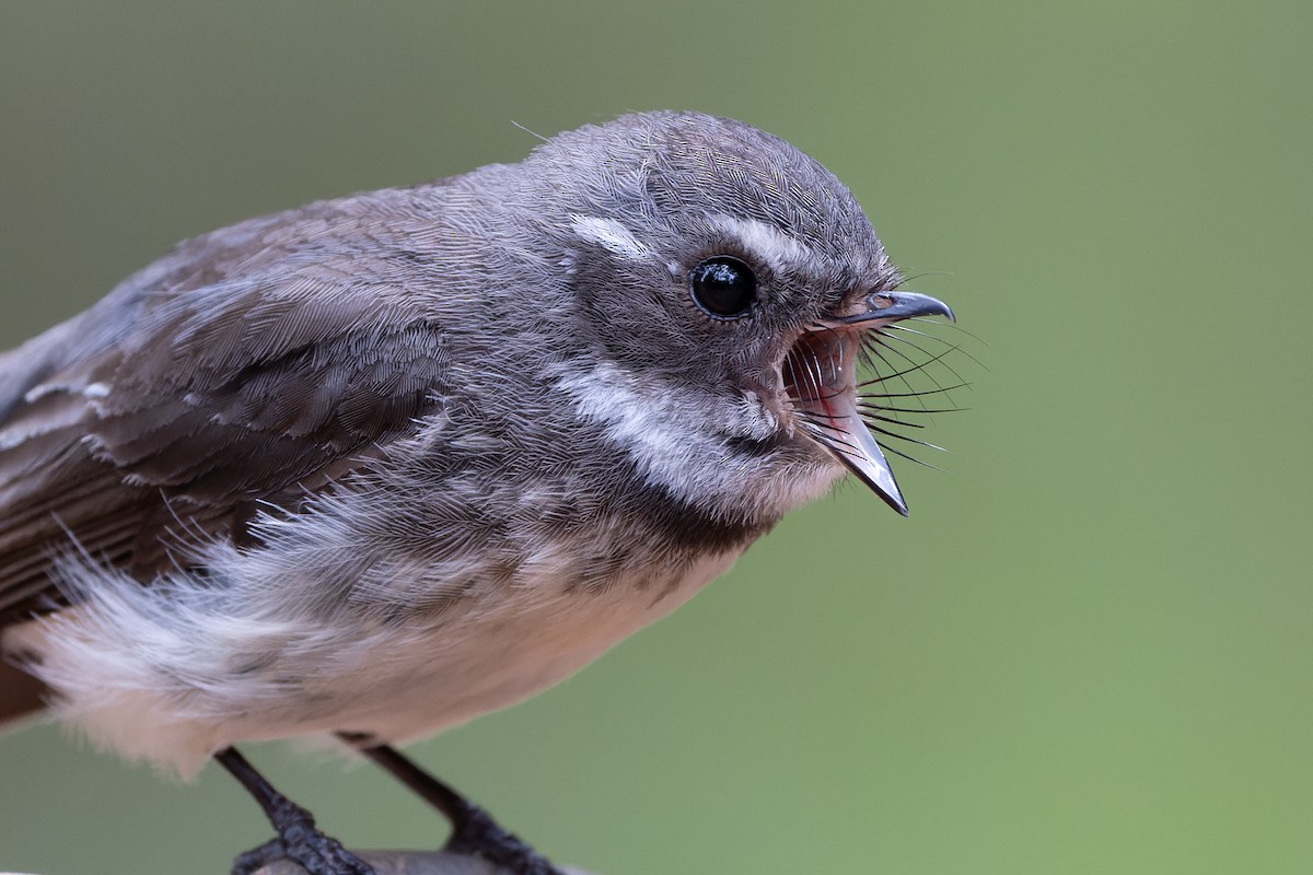 Gray Fantail - ML644739440