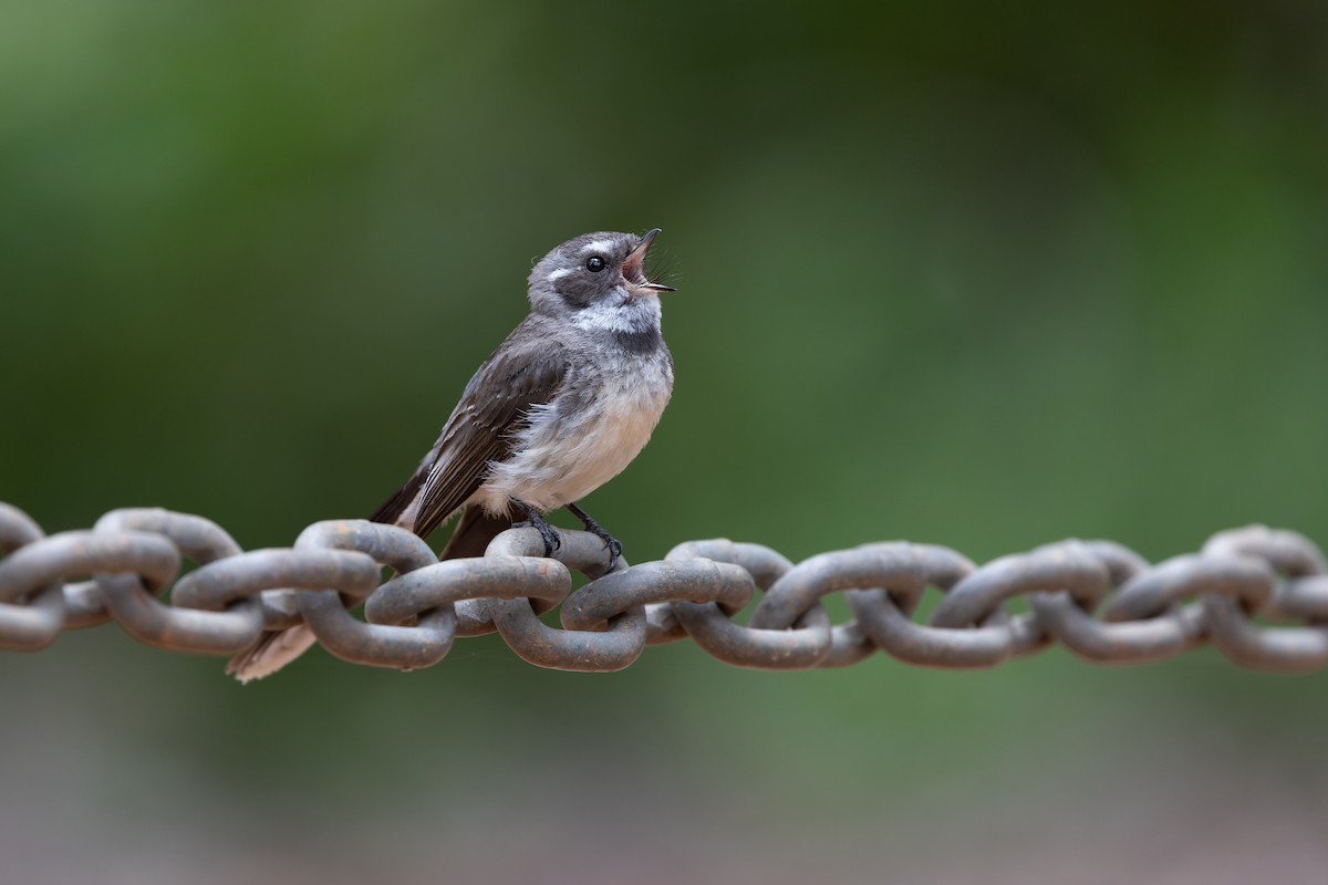 Gray Fantail - ML644739441