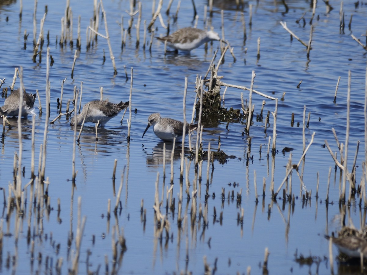 Txirri kurlinta - ML644739451