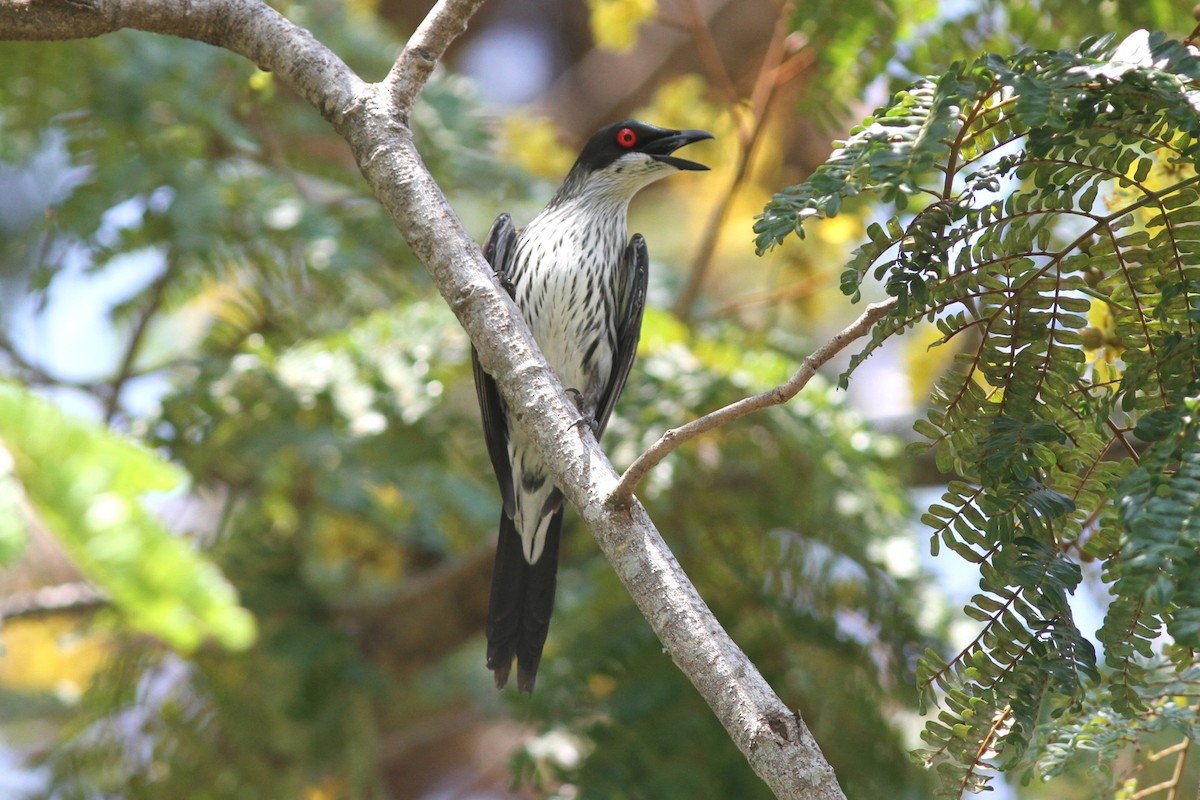 špaček lesklý [skupina metallica] - ML644739462