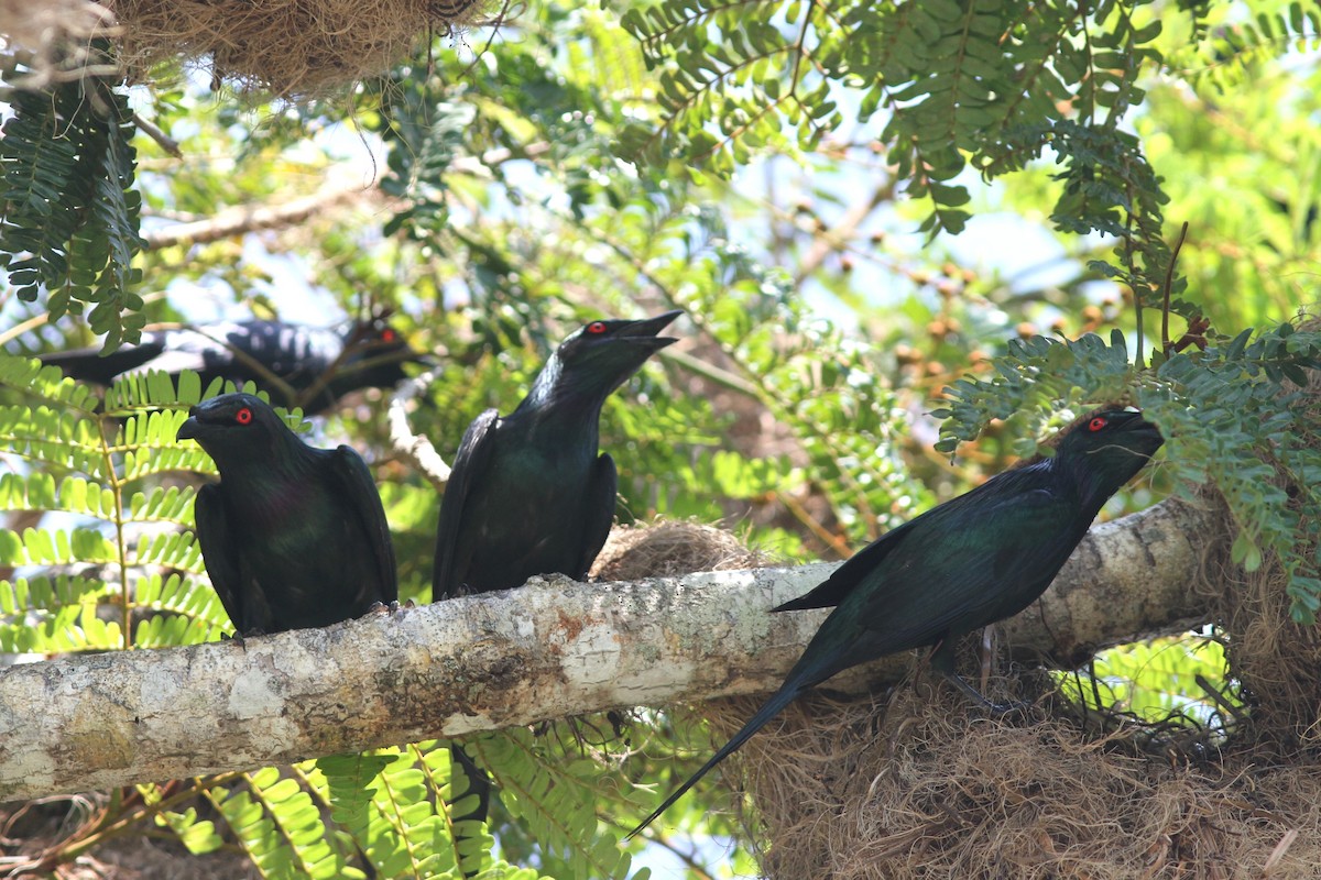 špaček lesklý [skupina metallica] - ML644739463