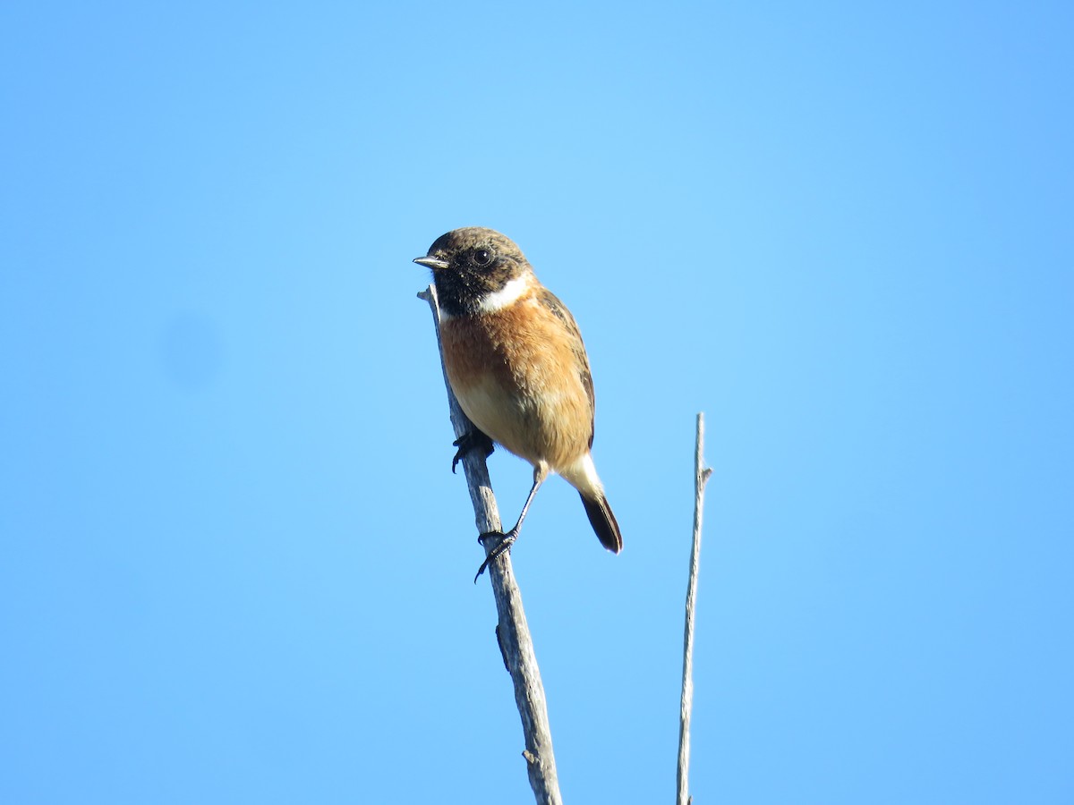 European Stonechat - ML644739474