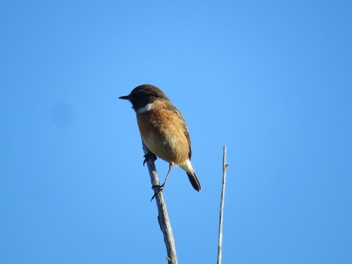 European Stonechat - ML644739475