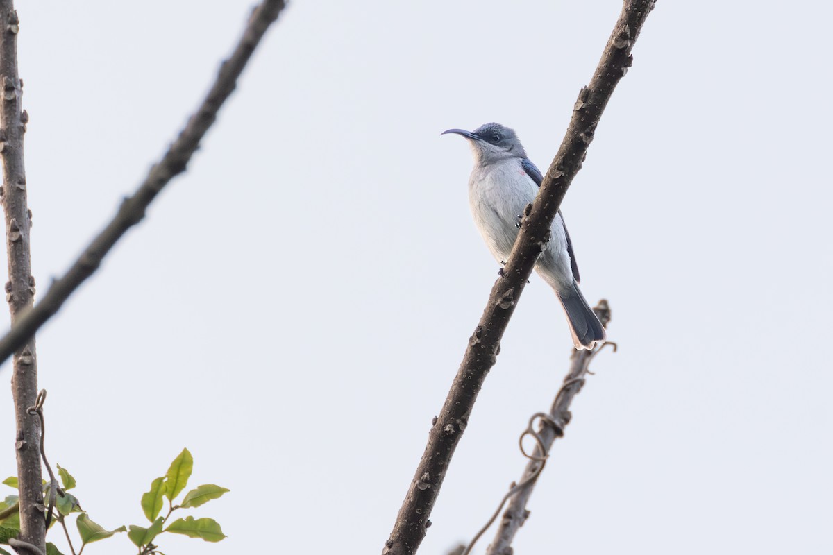 Suimanga Ratonil - ML644739478