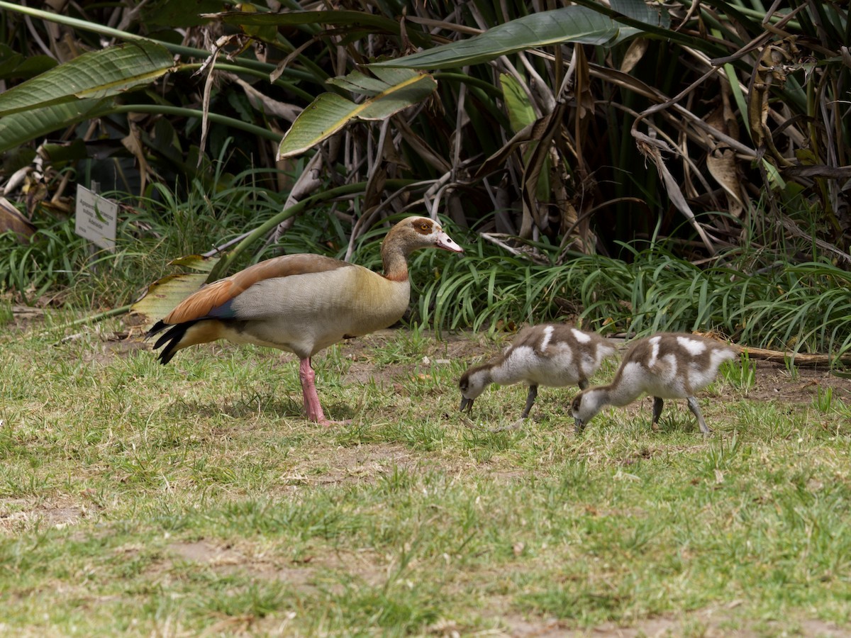 Egyptian Goose - ML644739482