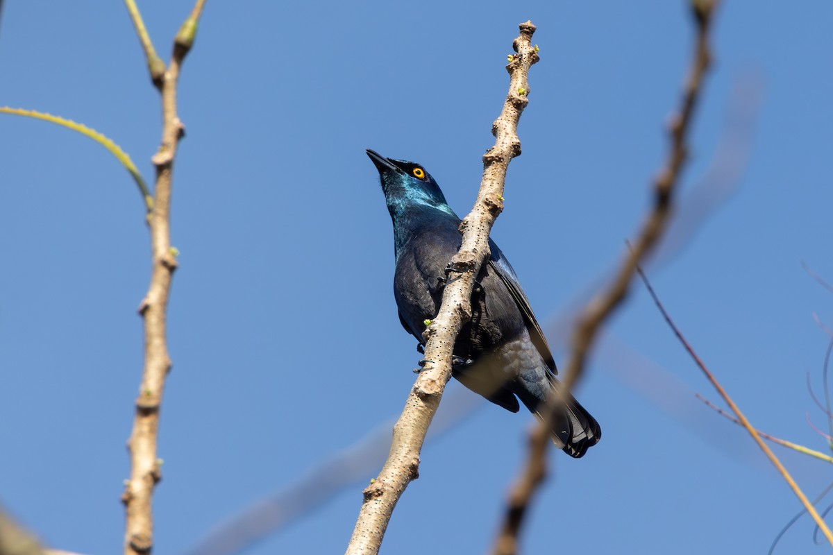 Black-bellied Starling - ML644739503