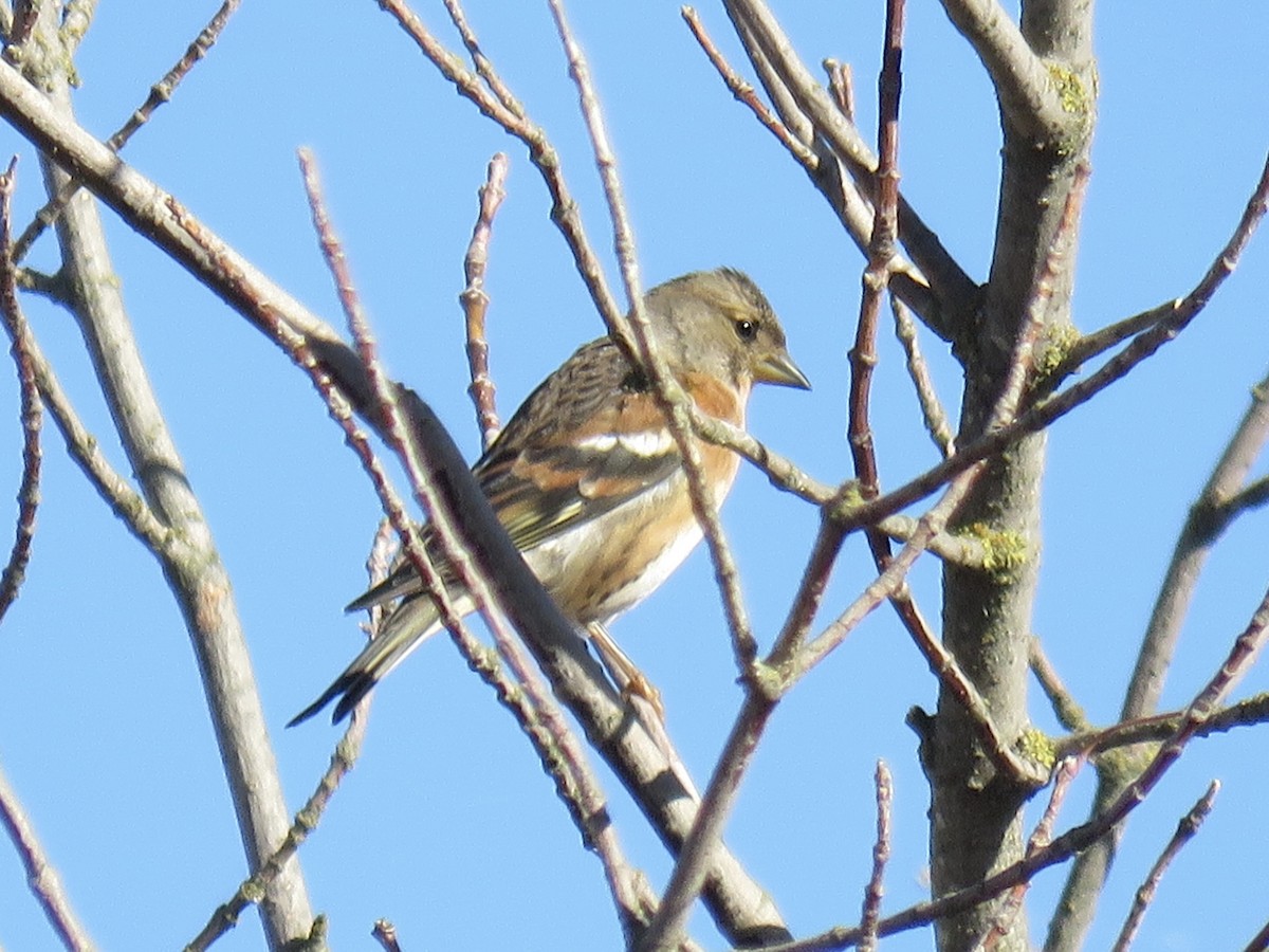 В'юрок - ML644739504