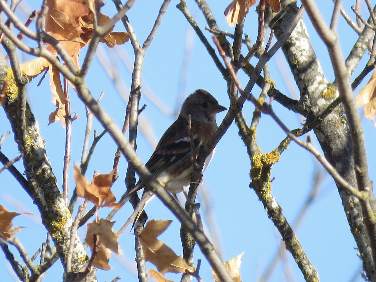 В'юрок - ML644739505