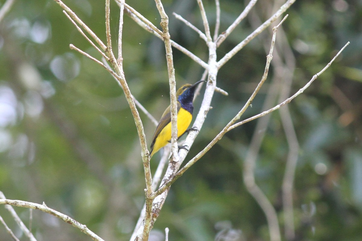 Sahul Sunbird - ML644739512