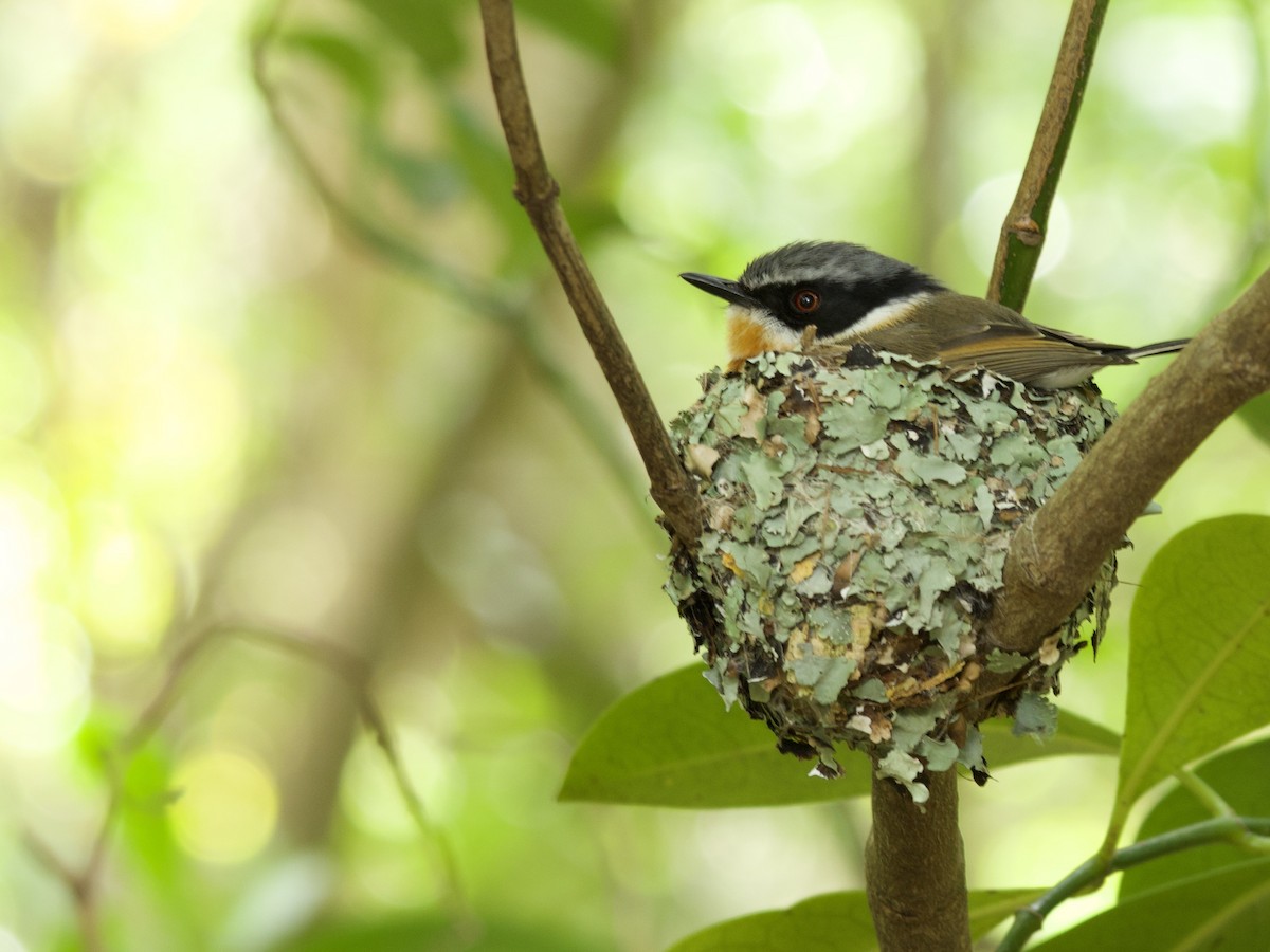 Cape Batis - ML644739517