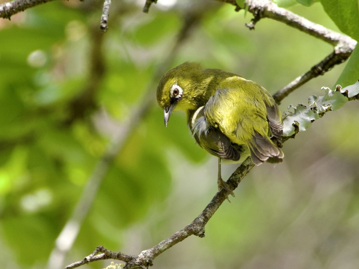 Kap Gözlükçüsü - ML644739523