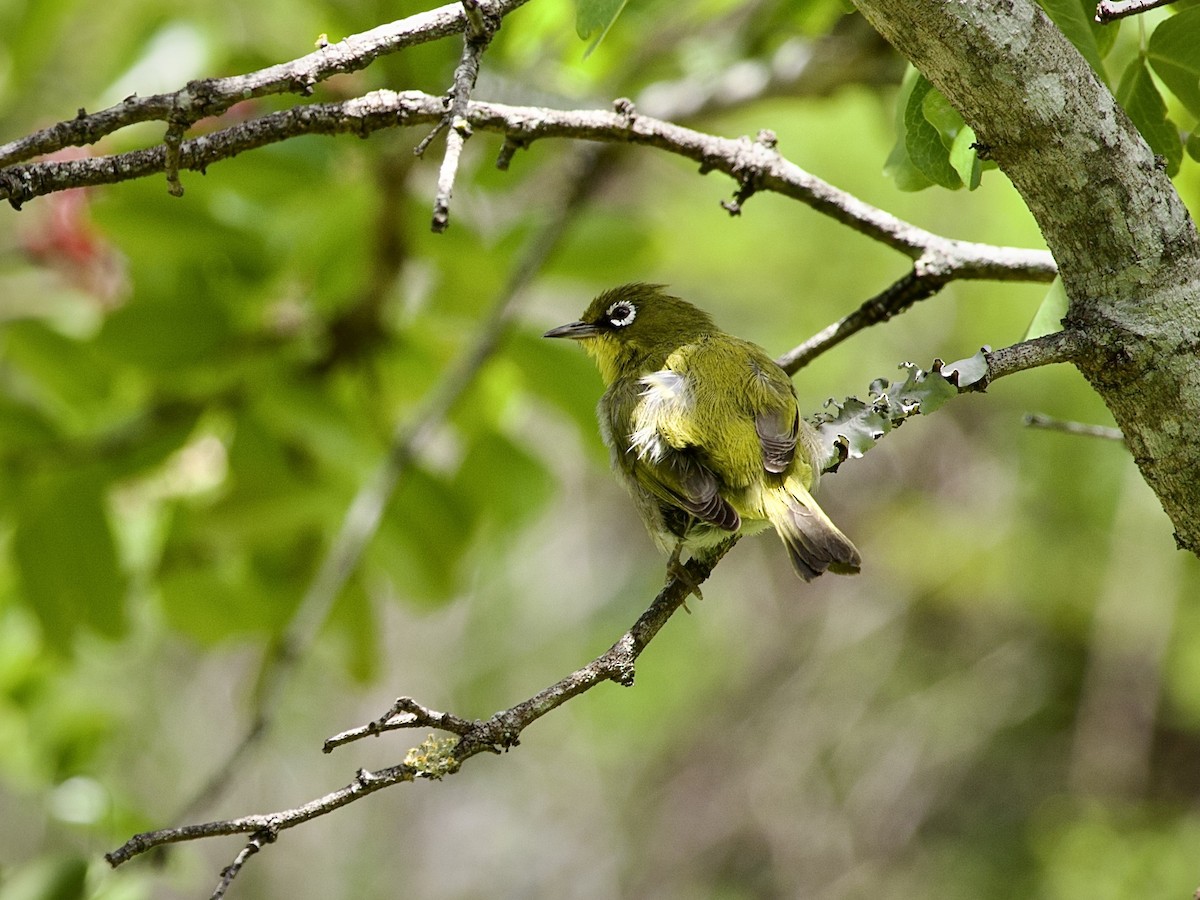 Kap Gözlükçüsü - ML644739524