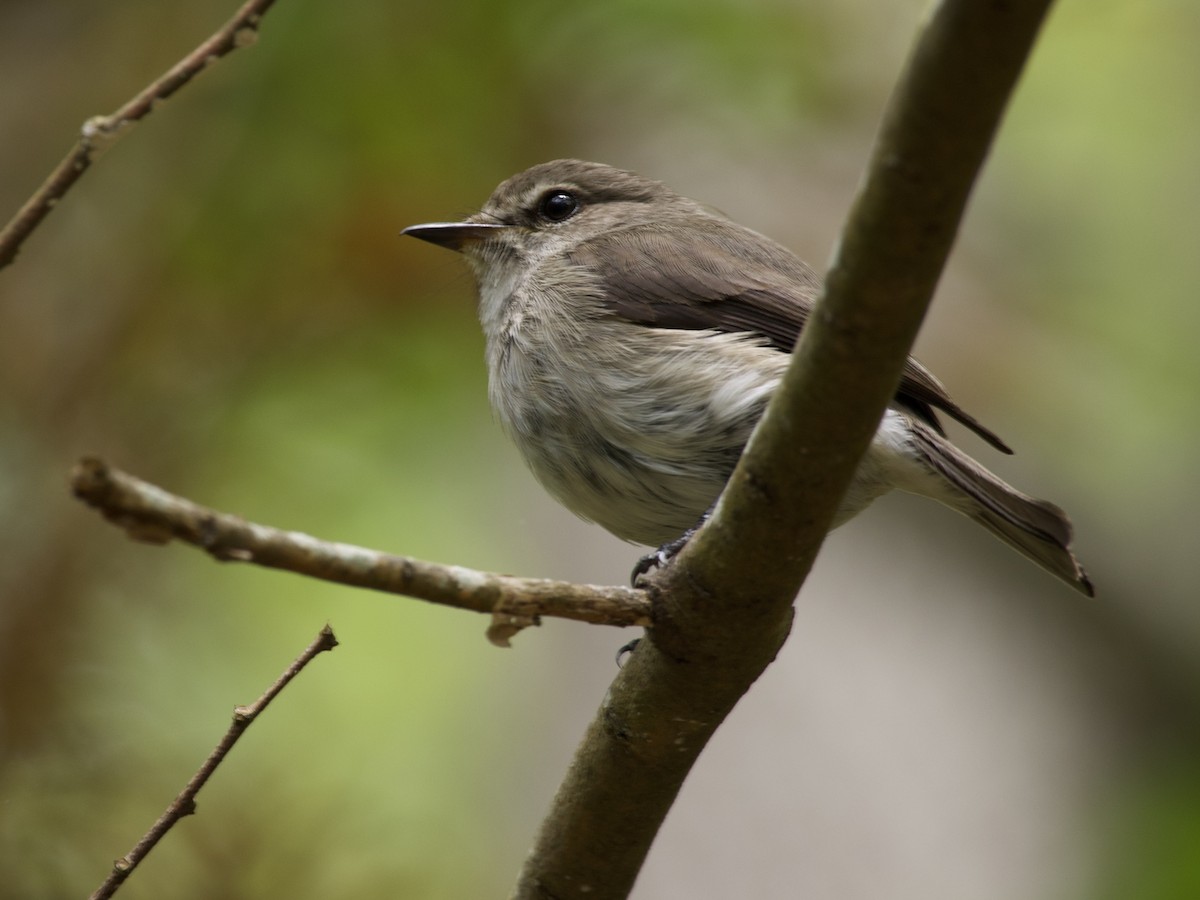 African Dusky Flycatcher - ML644739538