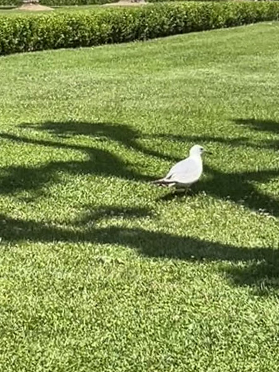 racek středomořský - ML644739543