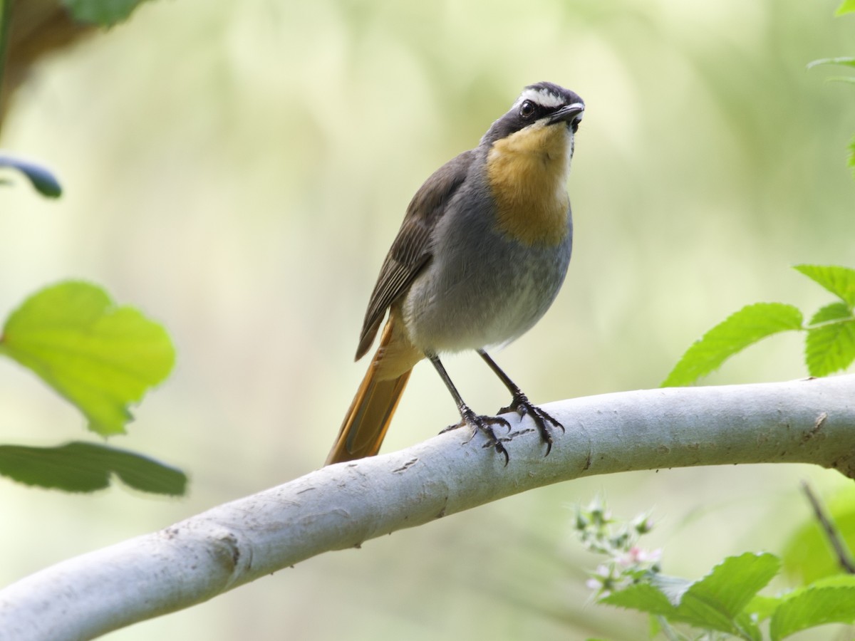 Cape Robin-Chat - ML644739546