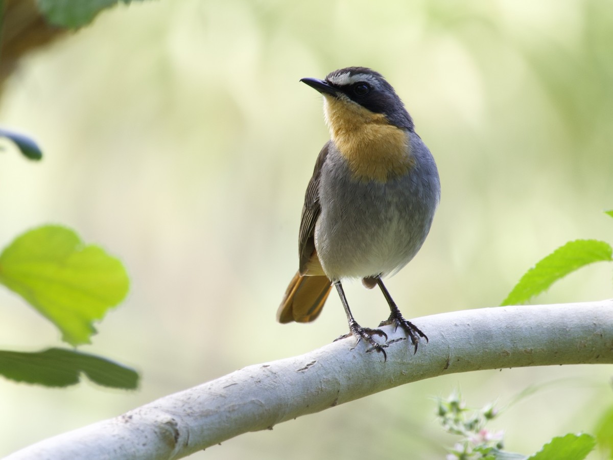 Cape Robin-Chat - ML644739547
