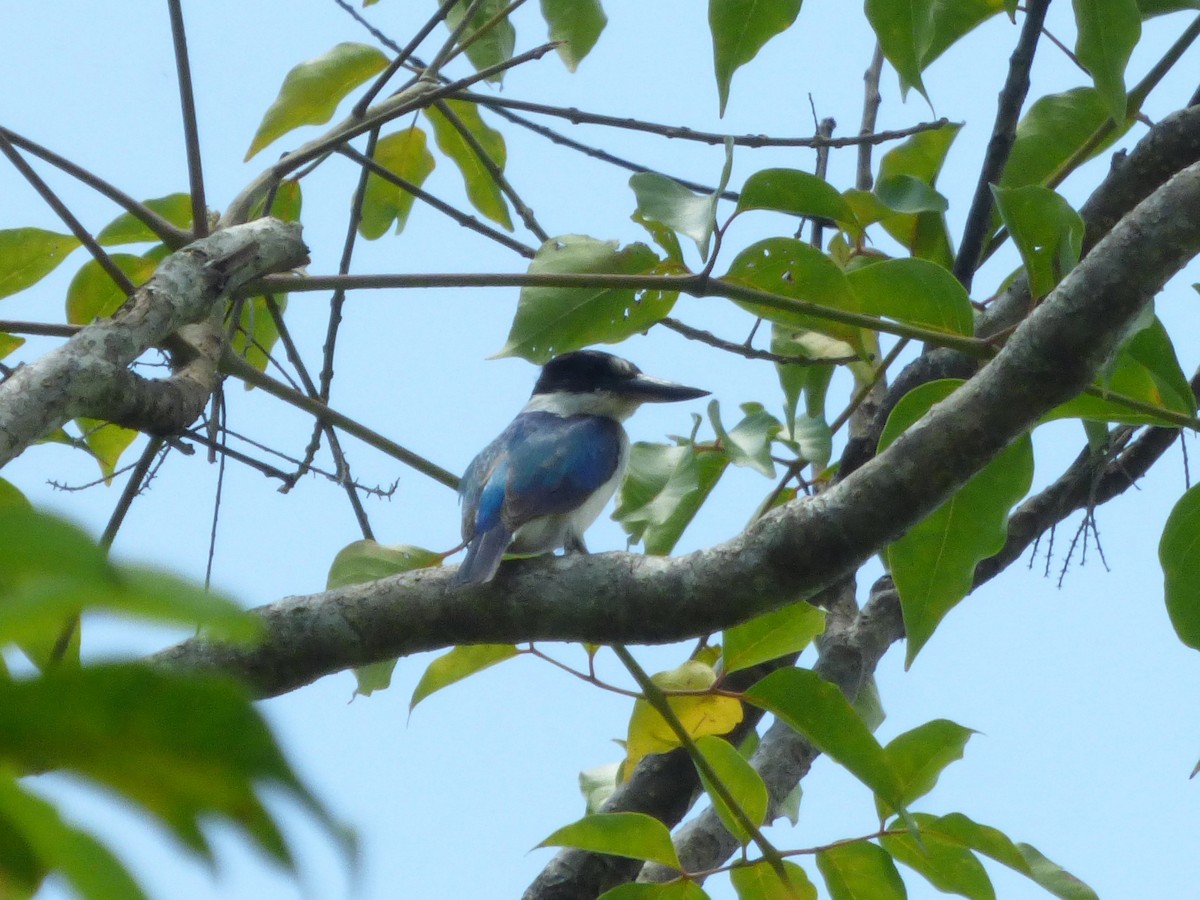Forest Kingfisher - ML644739548