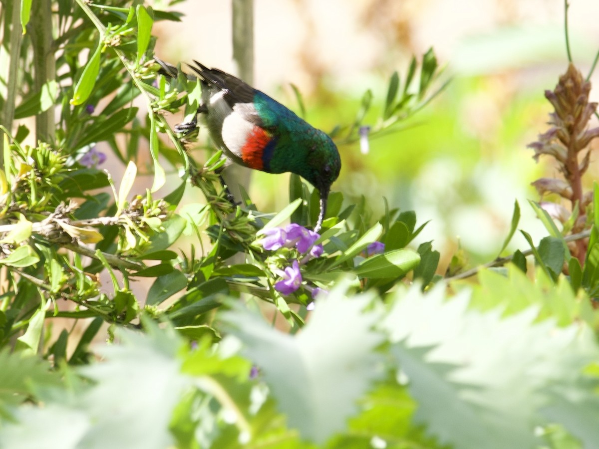 Southern Double-collared Sunbird - ML644739549