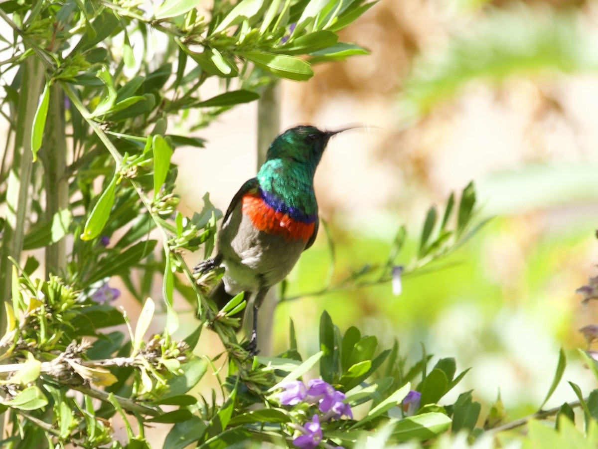 Southern Double-collared Sunbird - ML644739550