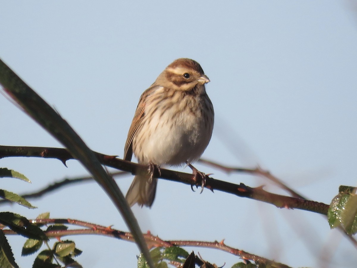 Reed Bunting - ML644739551