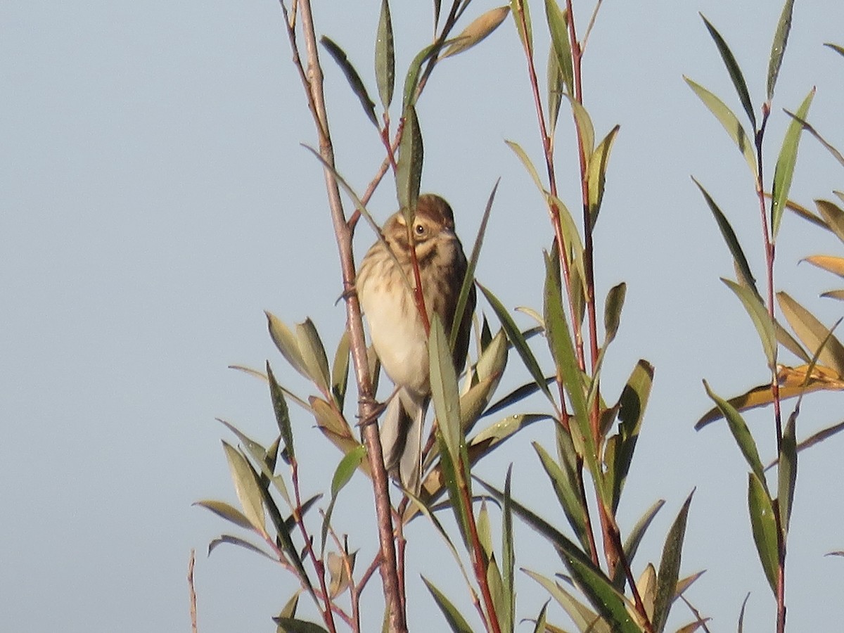 Reed Bunting - ML644739552