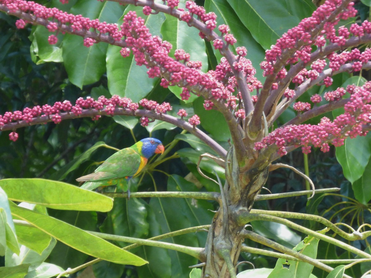 Rainbow Lorikeet - ML644739563