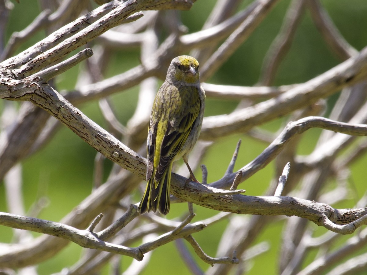 Cape Canary - ML644739565