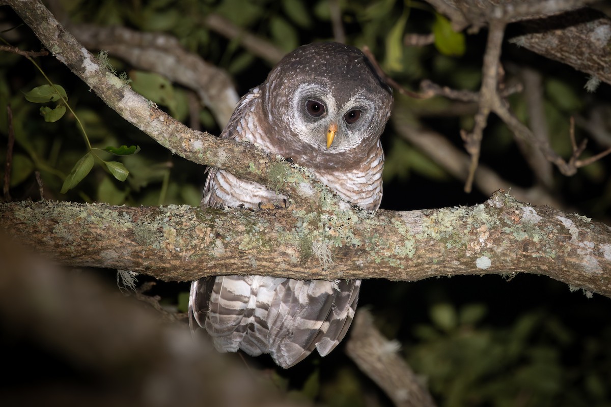 African Wood-Owl - ML644739566