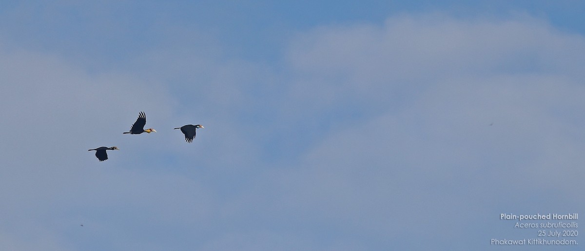 Plain-pouched Hornbill - ML644739567