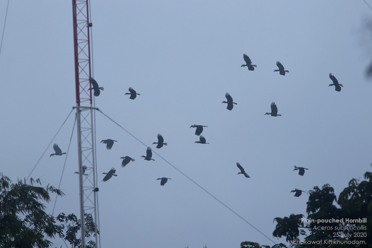 Plain-pouched Hornbill - ML644739568