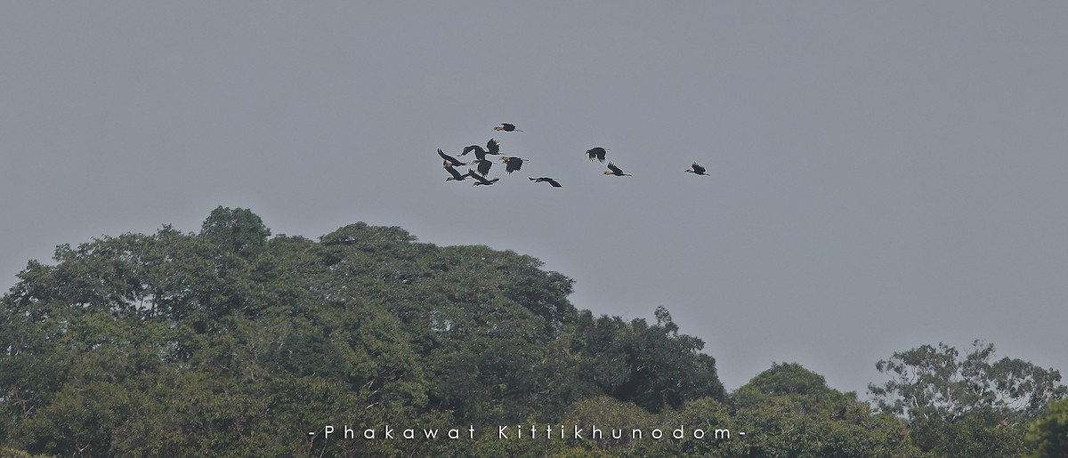 Plain-pouched Hornbill - ML644739569