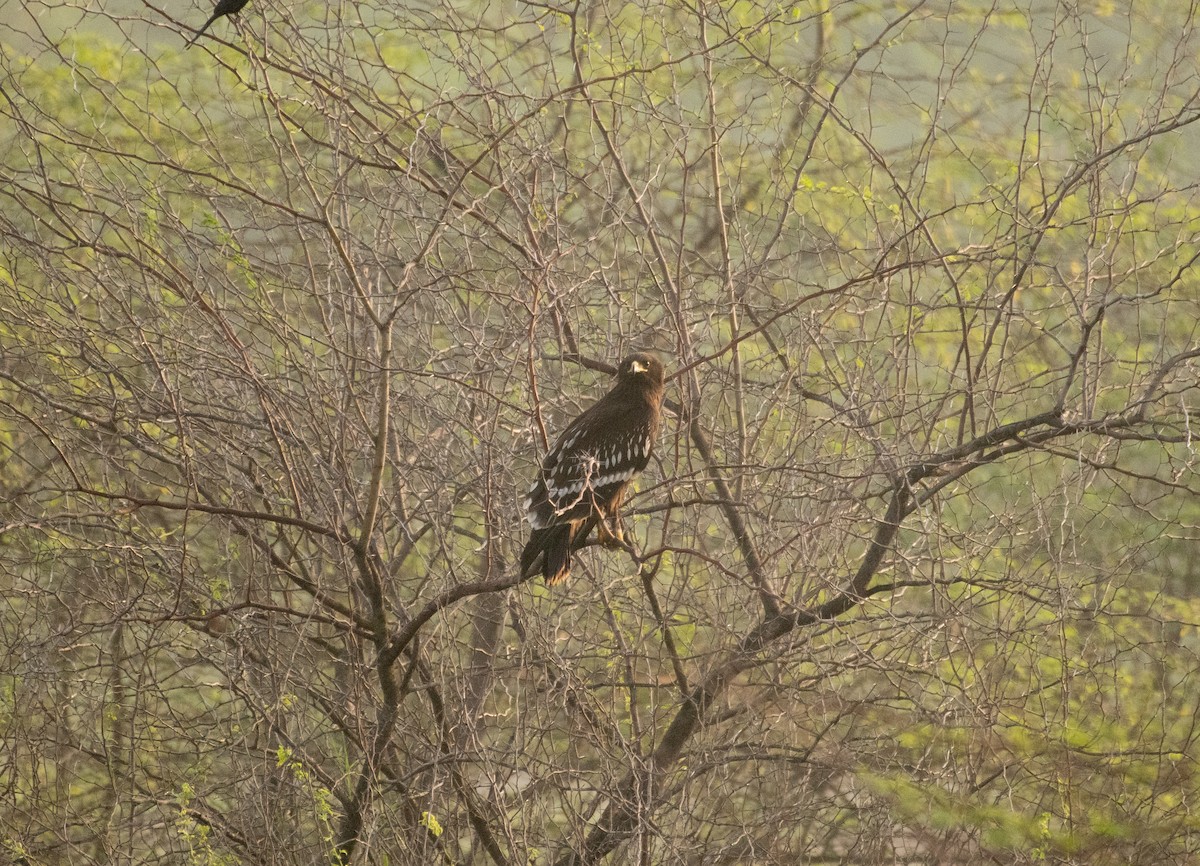 Greater Spotted Eagle - ML644739573