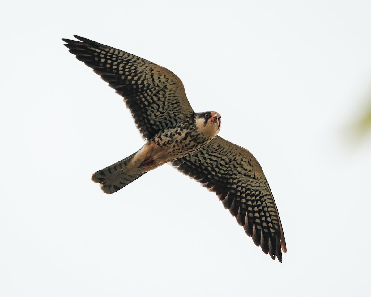 Amur Falcon - ML644739578