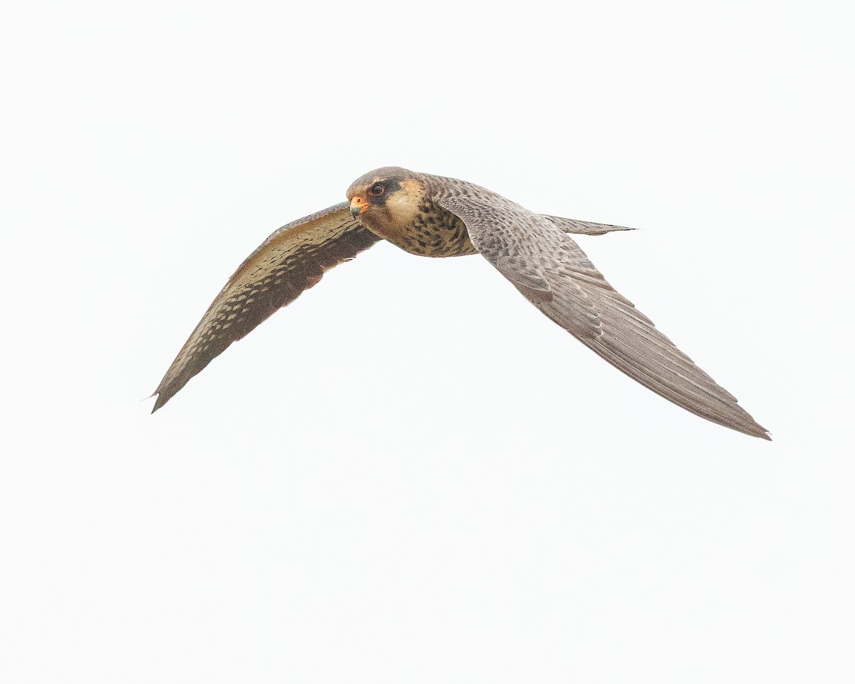 Amur Falcon - ML644739579