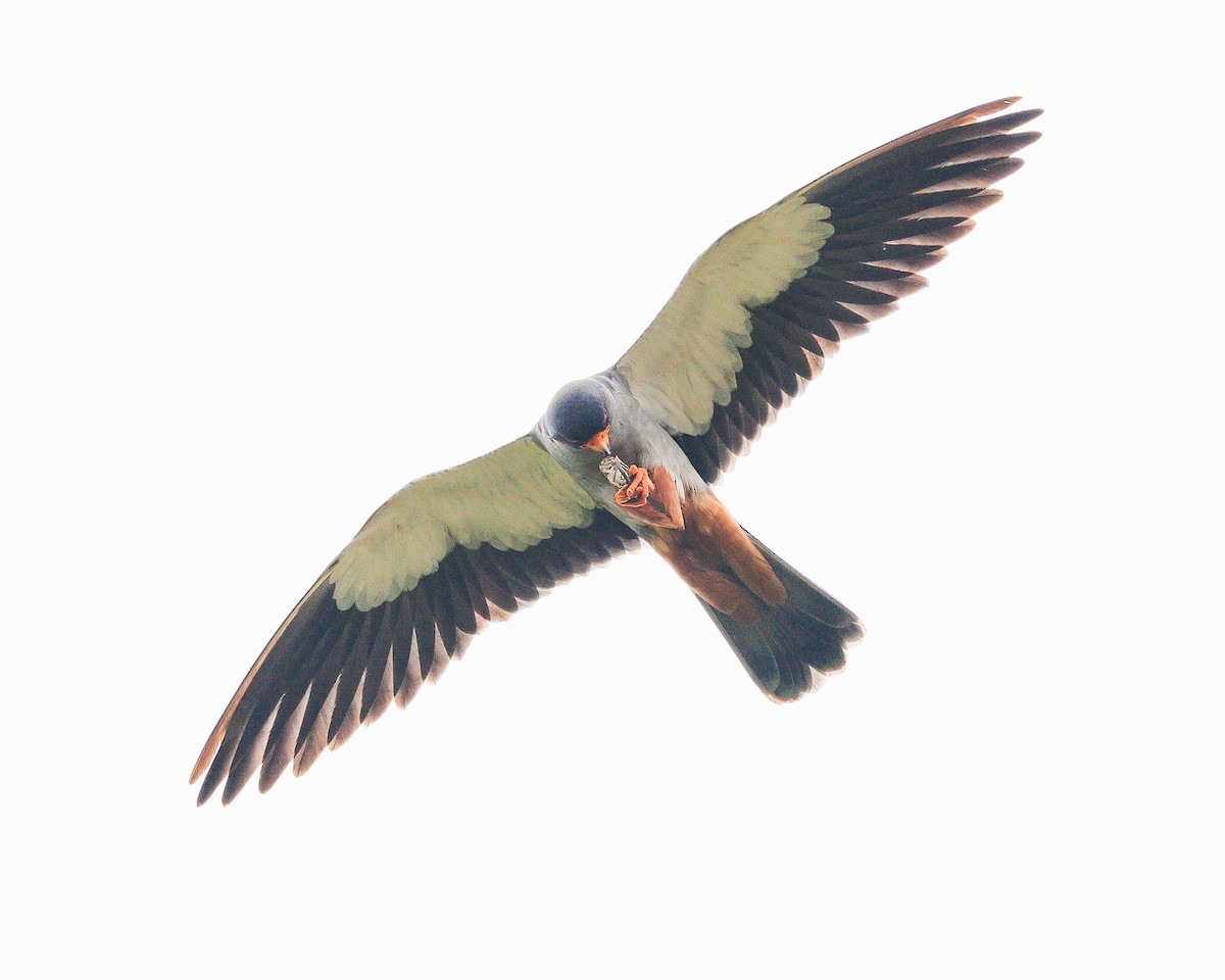 Amur Falcon - ML644739580