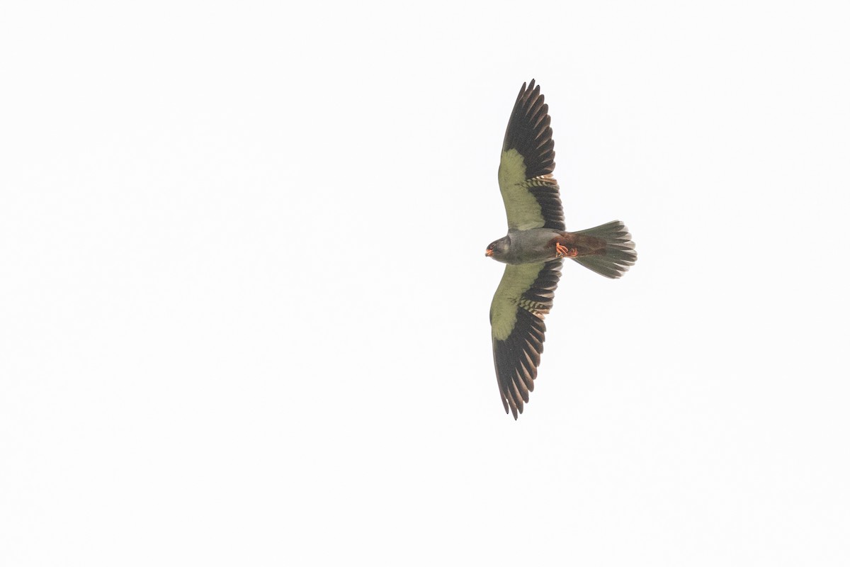 Amur Falcon - ML644739581