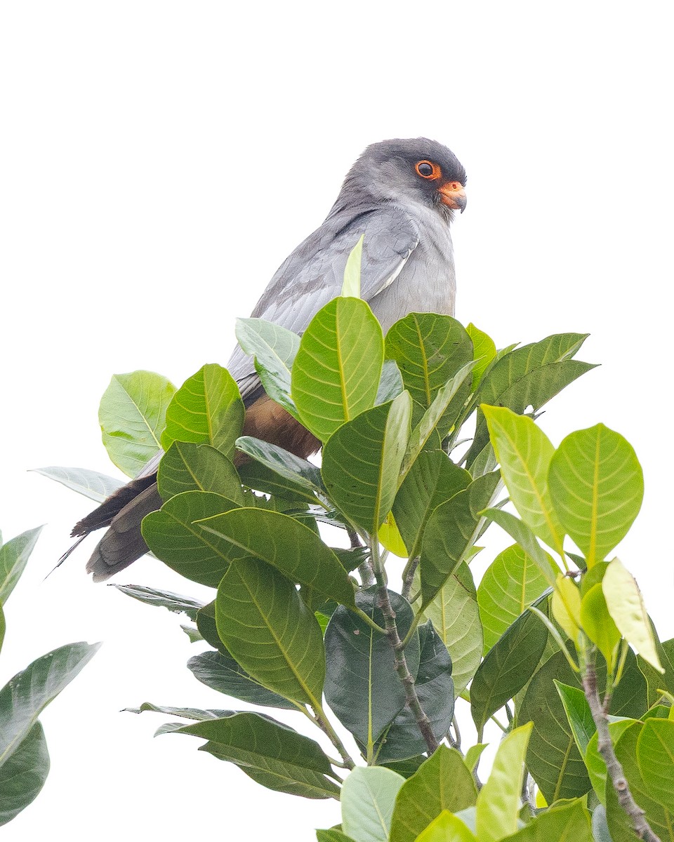 Amur Falcon - ML644739582