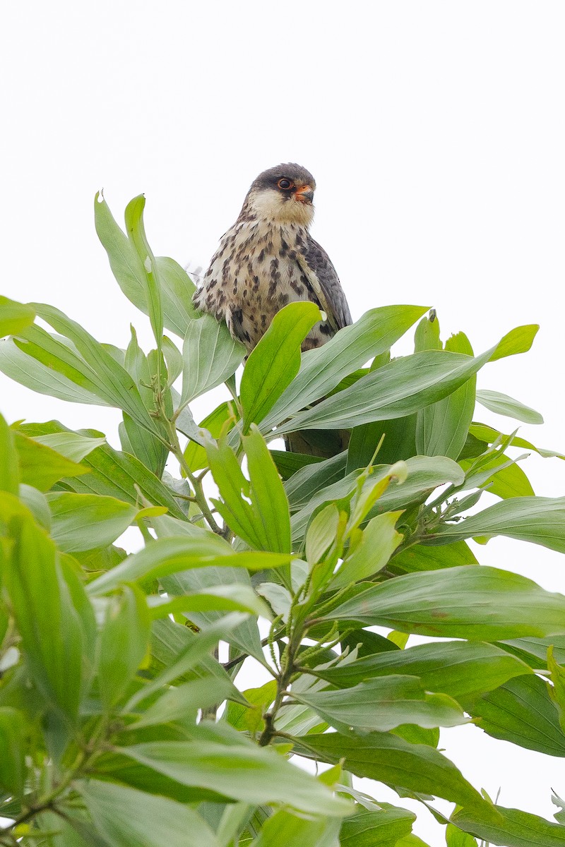 Amur Falcon - ML644739583
