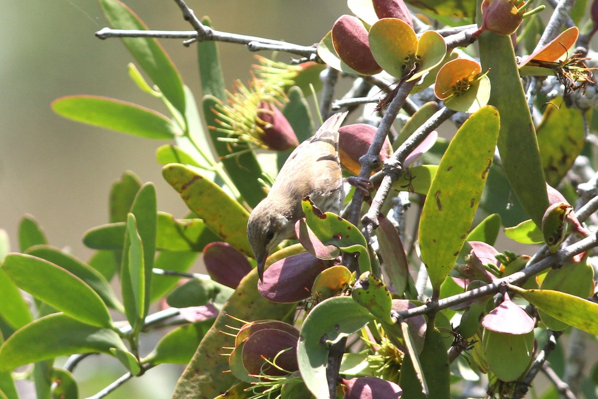Brown-backed Honeyeater - ML644739584