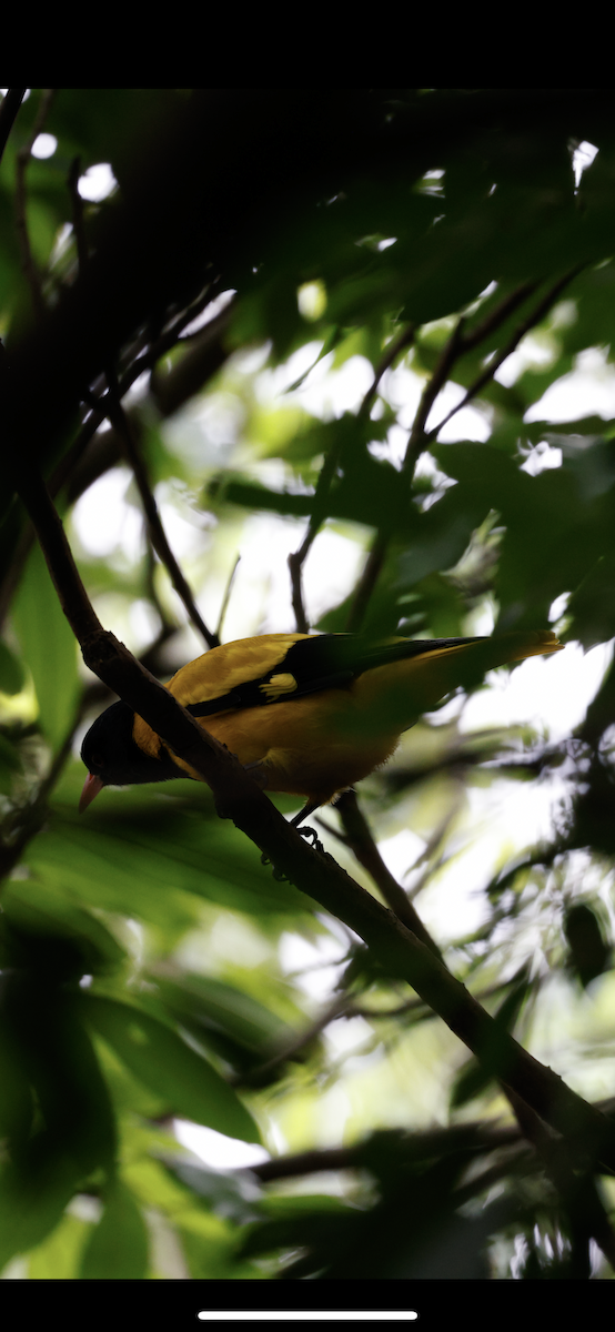 Black-hooded Oriole - ML644739595