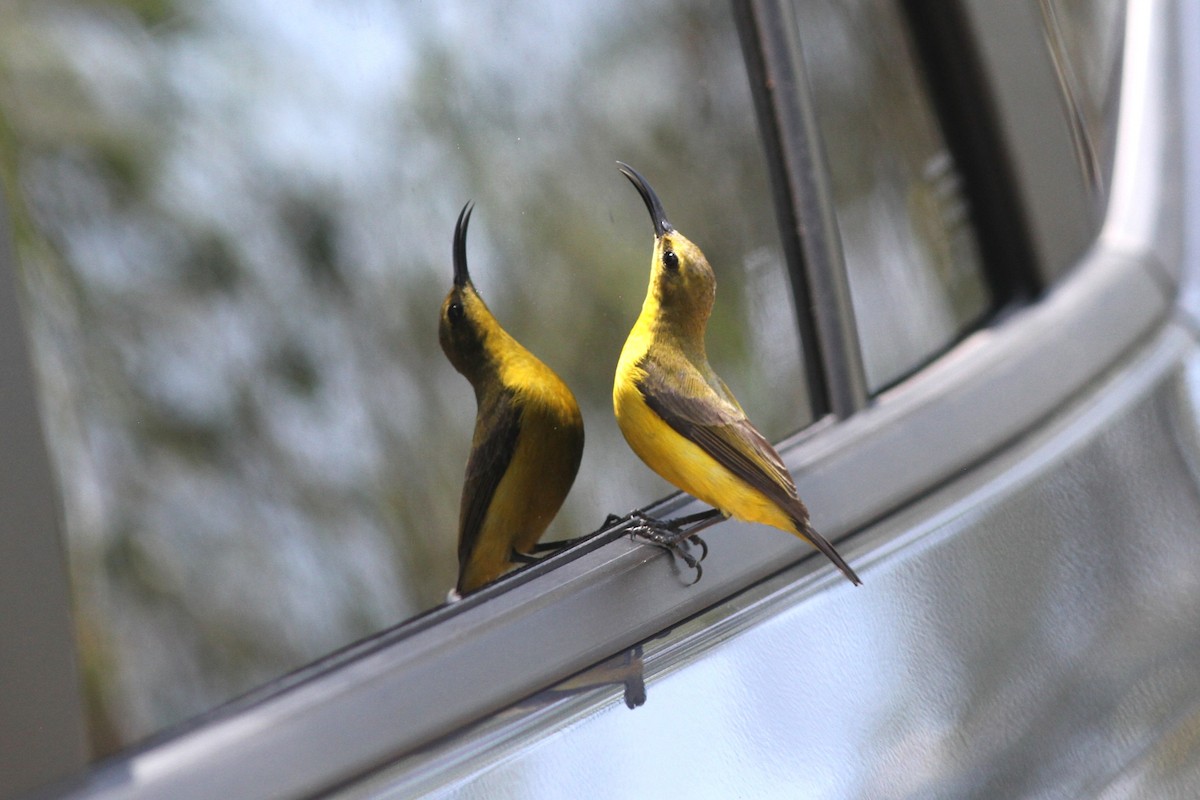 Sahul Sunbird - ML644739596