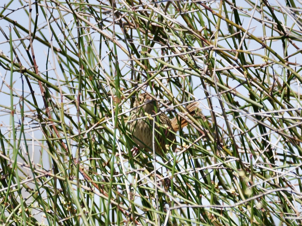 Исчерченный ложнокрапивник - ML644739597