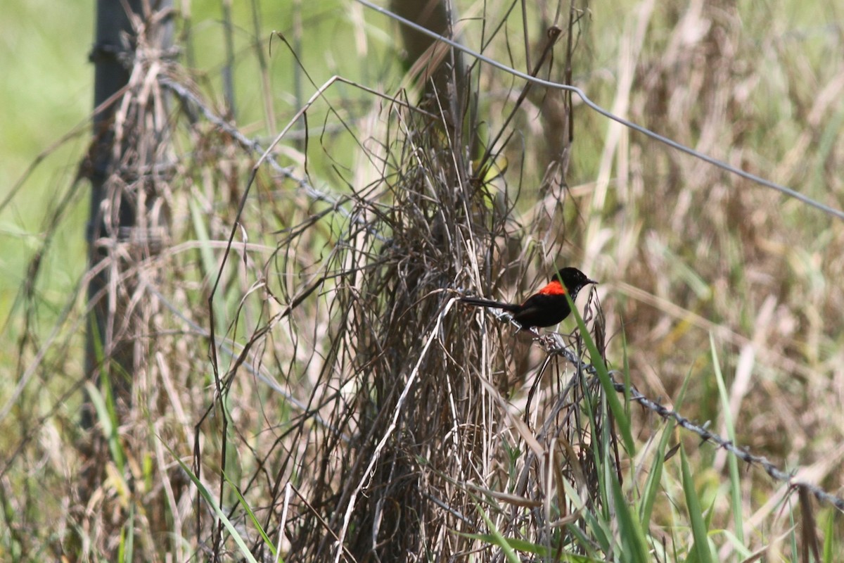 Red-backed Fairywren - ML644739598