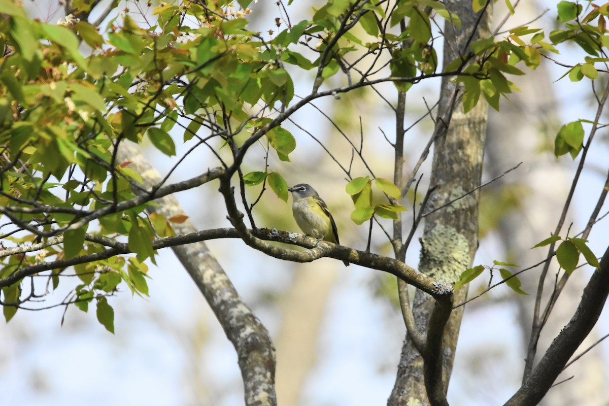 Blue-headed Vireo - ML644739601