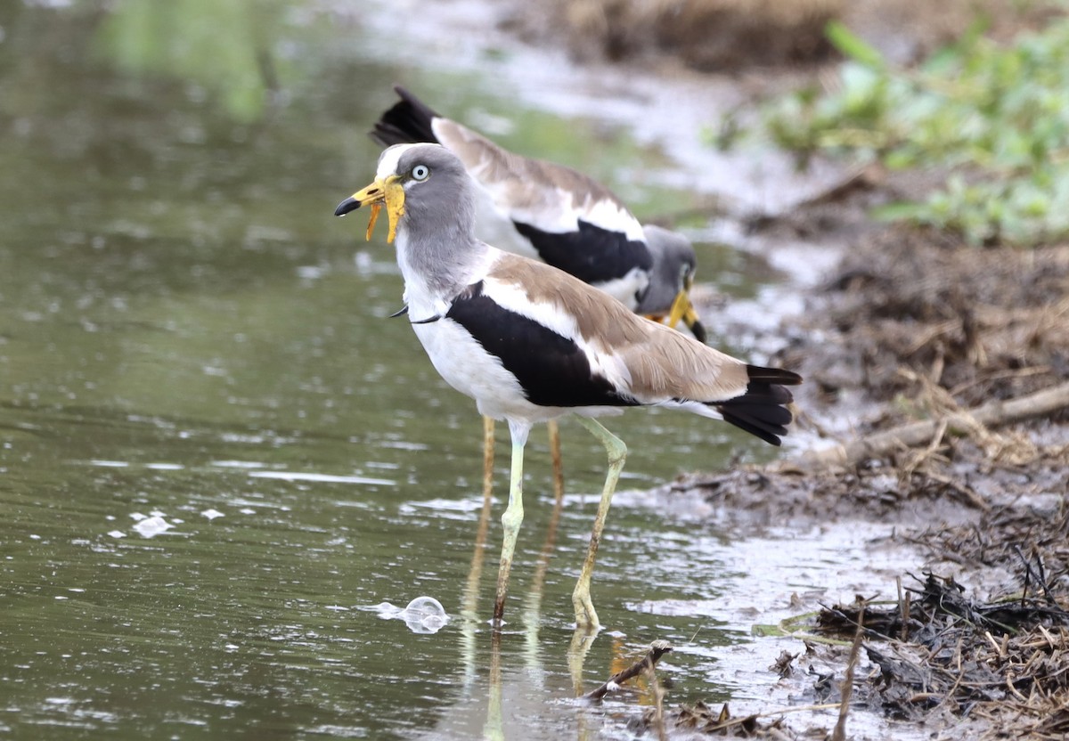 Белоголовый чибис - ML644739617